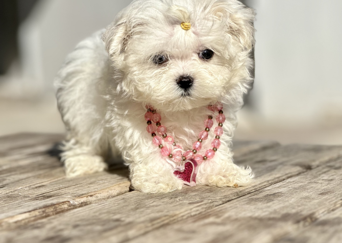 Kar beyaz Maltese terrier mini yavrularımız